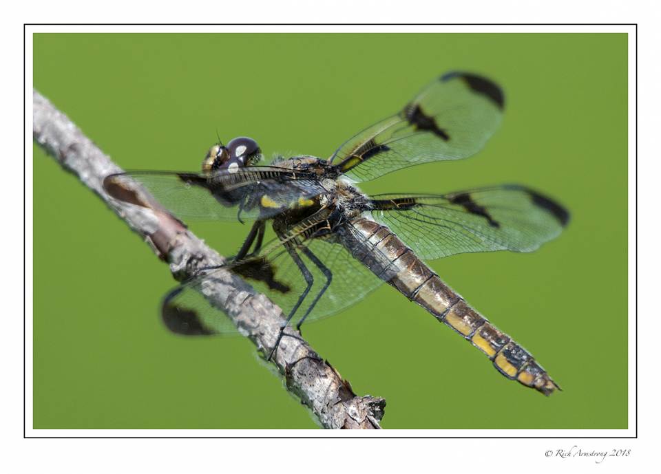 dragonfly 13 copy copy.jpg